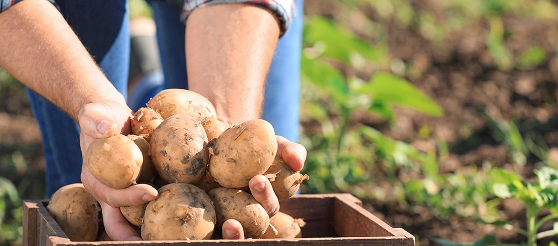 The Real Fresh Chip Company