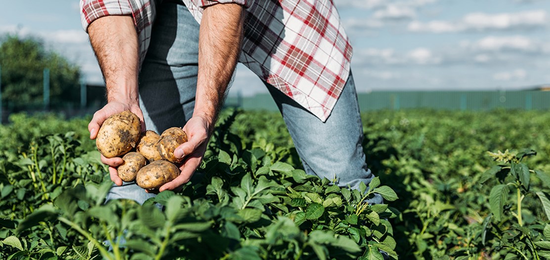 The Real Fresh Chip Company